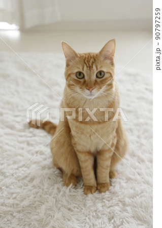 ねこちゃんの日常風景（すっかり大きくなりました） 90797259