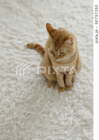 ねこちゃんの日常風景(すっかり大きくなりました) ねこちゃんの日常風景(すっかり大きくなりました) 90797260