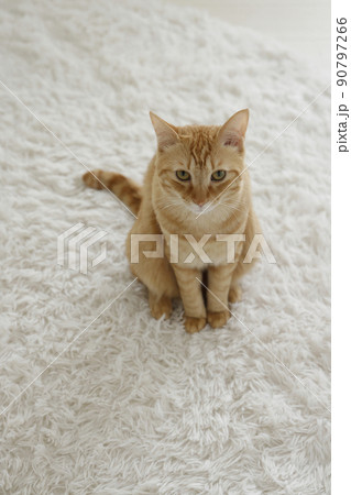 ねこちゃんの日常風景（すっかり大きくなりました） 90797266