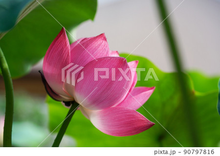 蓮の花 90797816