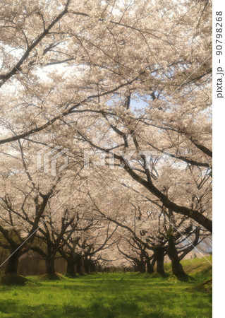 雫石川園地桜並木2022 90798268