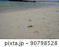 砂浜についた犬の足跡 90798528