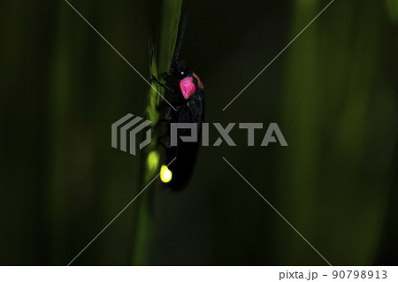 ゲンジボタル 90798913