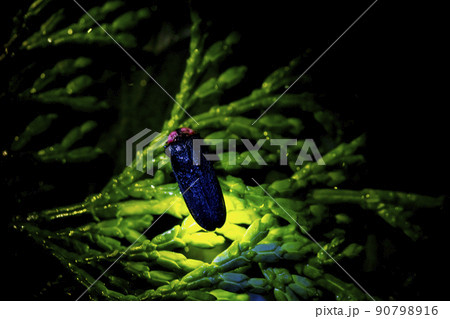 ゲンジボタル 90798916