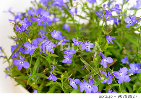 色鮮やかなブルーアズーロコンパクトの花 鉢植え 90798927