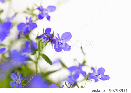 色鮮やかなブルーアズーロコンパクトの花 鉢植え 90798931