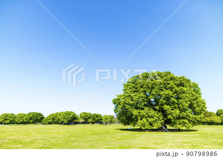 緑と青空の広がる風景 90798986