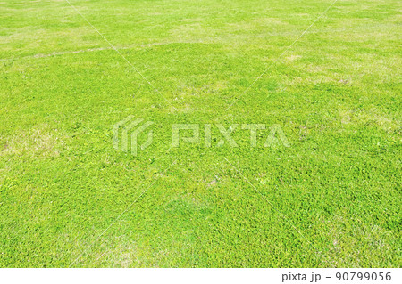 芝生 90799056
