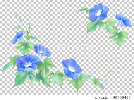 藍色牽牛花花。水彩插圖框架。 90799485