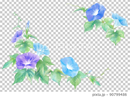 3色の朝顔の花。水彩イラストのフレーム。 90799486