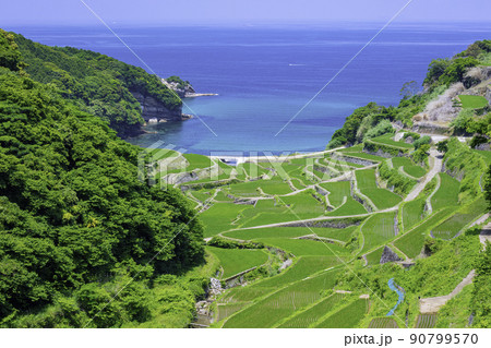 初夏の若稲が美しい浜野浦の棚田(佐賀県玄海町) 初夏の若稲が美しい浜野浦の棚田(佐賀県玄海町) 90799570