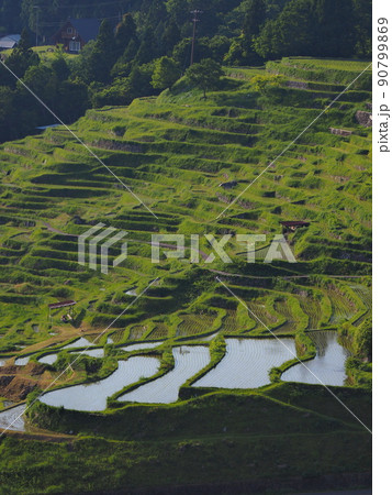 田植え前に水が張られた段々の丸山千枚田 90799869
