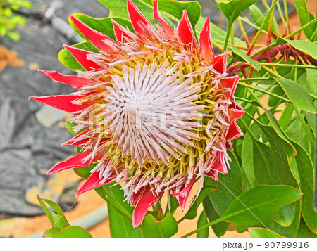 花の王様といわれるエキゾチックな花キングプロテア 花の王様といわれるエキゾチックな花キングプロテア 90799916