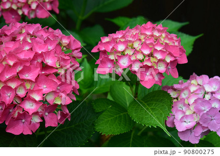 庭に咲く彩豊かな美しい赤い紫陽花 90800275