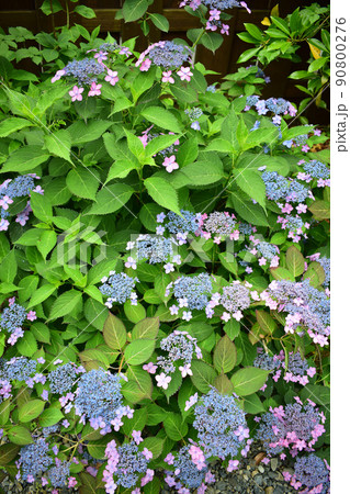 庭に咲く彩豊かな美しい紫の紫陽花 庭に咲く彩豊かな美しい紫の紫陽花 90800276