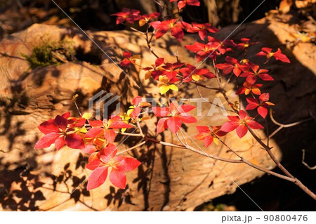 けさかけ橋 小中大滝 紅葉 けさかけ橋 小中大滝 紅葉 90800476