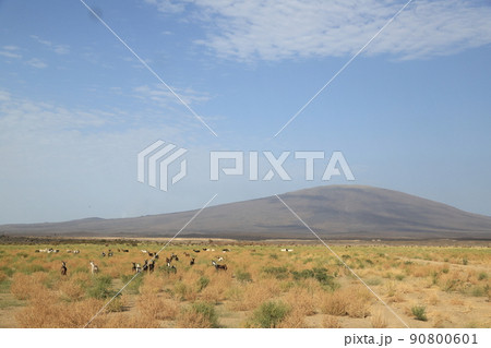 アファール アファール 90800601