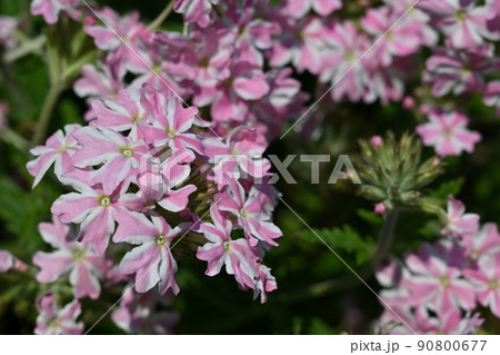 バーベナ 花てまりの花 バーベナ 花てまりの花 90800677