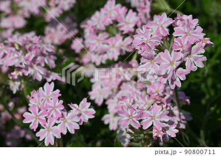 バーベナ　花てまりの花 90800711