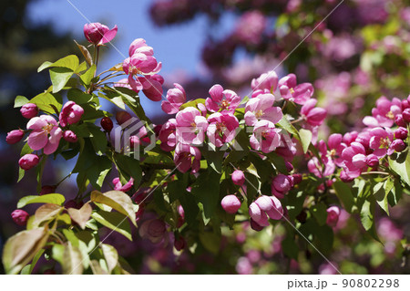 Blossoming apple tree background. Pink inflorescences and flowers on a fruity apple tree in the spring season. Selected focus 90802298