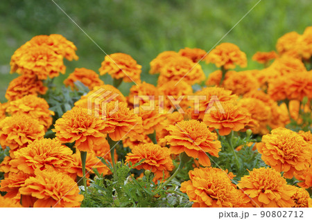 満開のマリーゴールド 90802712