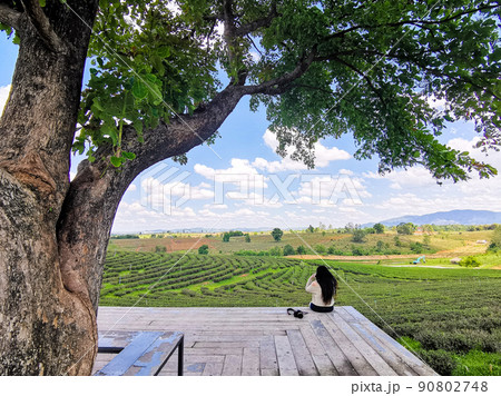 Young woman sitting under the big tree and try to take a phot view of Choui Fong tea plantation with her smartphone at Chiangrai, Thailand. 90802748