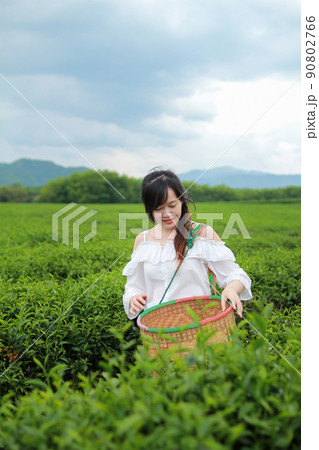 Young woman stand in the tea plantation surrounded by sky and mountain view. Singha Park Tea Plantation at Chiangrai, Thailand. Young woman stand in the tea plantation surrounded by sky and mountain view. Singha Park Tea Plantation at Chiangrai, Thailand. 90802766