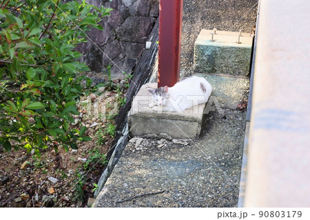 のんびり過ごしている可愛い野良猫 90803179