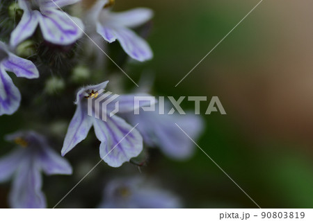 ジュウニヒトエの薄紫色の花（埼玉県/4月） 90803819