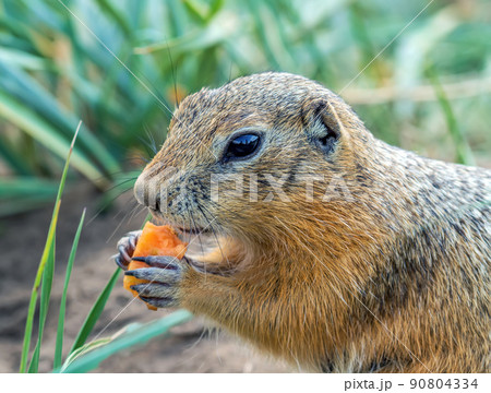 Gopher is eating carrot on the lawn. Close-up. Gopher is eating carrot on the lawn. Close-up. 90804334