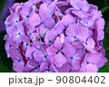 紫陽花 90804402