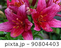 ユリ 赤色 90804403