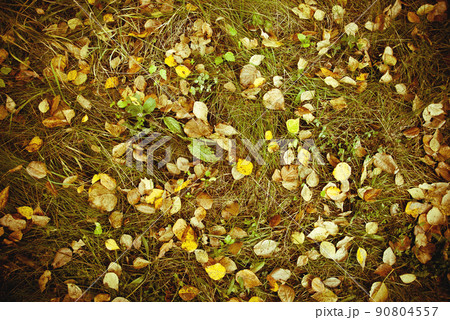 leaves background 90804557