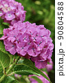 紫陽花 ピンク 90804588