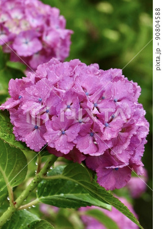 紫陽花 ピンク 90804588