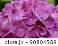 紫陽花 ピンク 90804589
