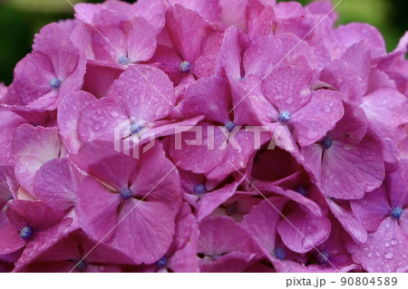 紫陽花 ピンク 90804589