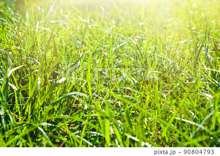 background of grass background of grass 90804793