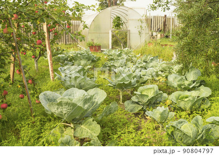 Cabbage grows in garden Cabbage grows in garden 90804797
