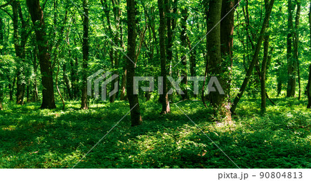 light deciduous forest with sun spots on lush undergrowth 90804813
