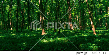 forest landscape, shady temperate broadleaf forest with sun spots on the undergrowth forest landscape, shady temperate broadleaf forest with sun spots on the undergrowth 90804814