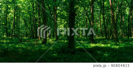 forest landscape, shady summer hornbeam grove with lush foliage on a sunny day forest landscape, shady summer hornbeam grove with lush foliage on a sunny day 90804815