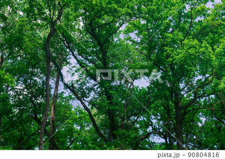crowns of tall trees in a broadleaf forest crowns of tall trees in a broadleaf forest 90804816