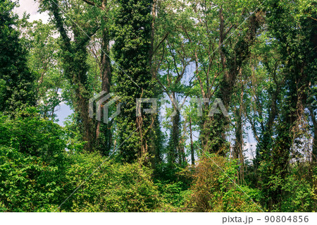 thicket of liana-covered trees in a subtropical deciduous forest thicket of liana-covered trees in a subtropical deciduous forest 90804856