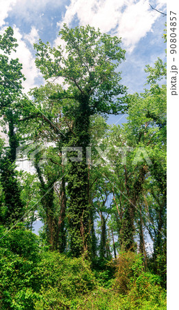 tall trees in a subtropical liana forest tall trees in a subtropical liana forest 90804857