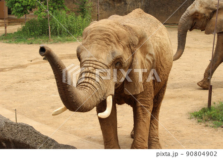 動物園の象 90804902