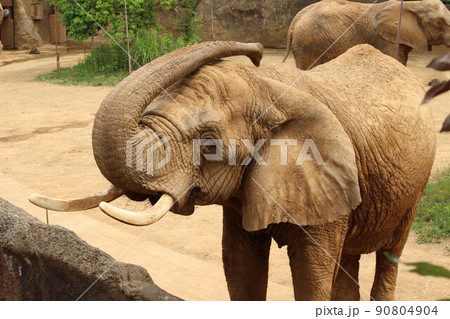 動物園の象 90804904
