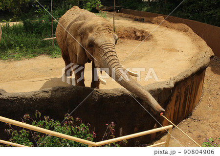 動物園の象 90804906