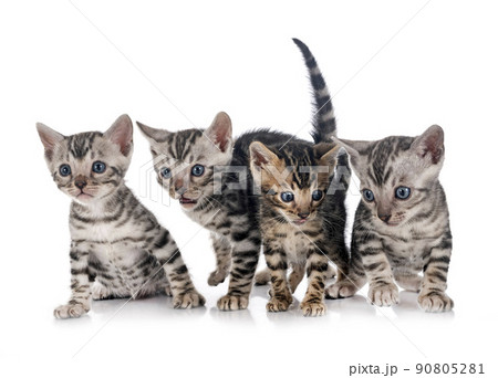 bengal kitten in studio bengal kitten in studio 90805281