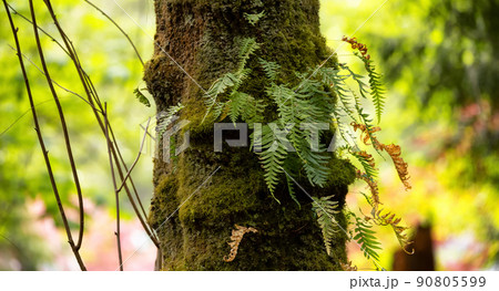 Tree Bark with moss. Close up background Tree Bark with moss. Close up background 90805599